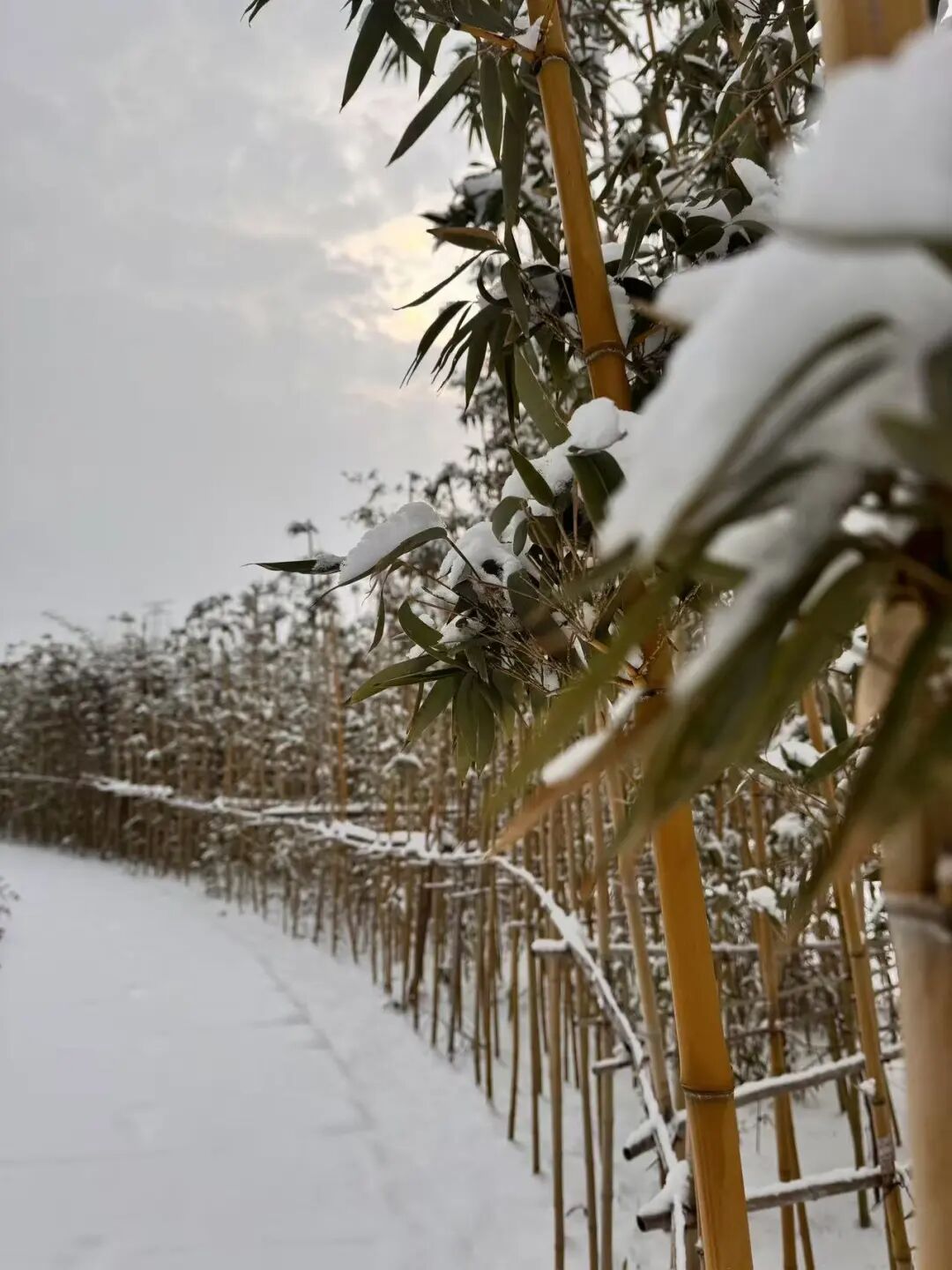 640 (69).jpeg 640 (69).jpeg