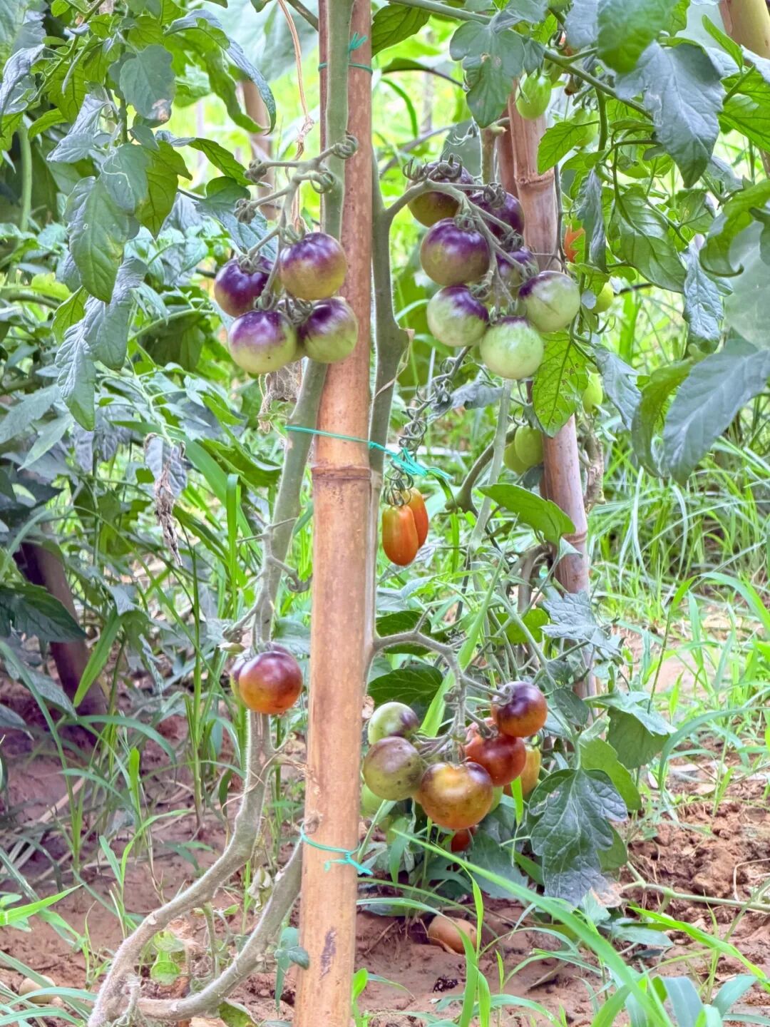 640 (10).jpeg 640 (10).jpeg